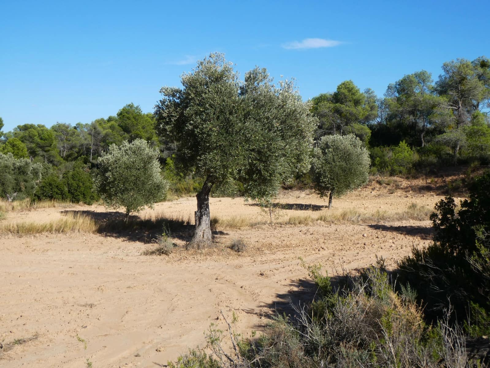 Finca/Landehus til salg i Maella - € 15.500 (Ref: 9263348)