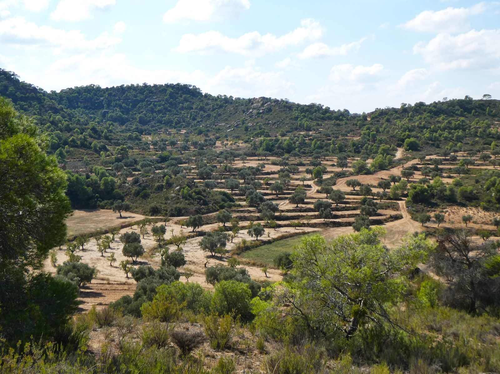 2 sypialnia Finka/Dom wiejski na sprzedaż w Maella - 77 000 € (Ref: 9329762)