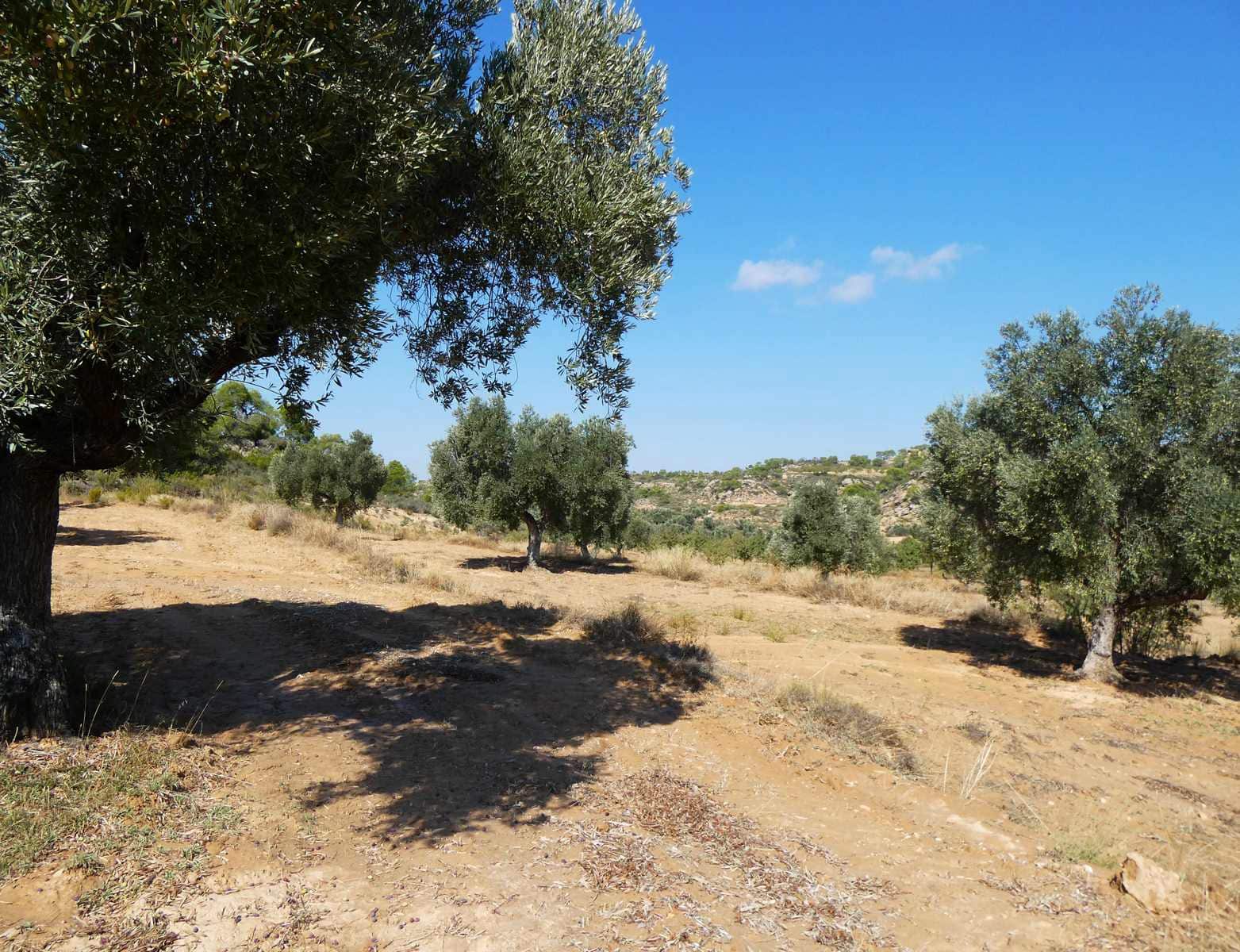 2 sypialnia Finka/Dom wiejski na sprzedaż w Maella - 77 000 € (Ref: 9329762)