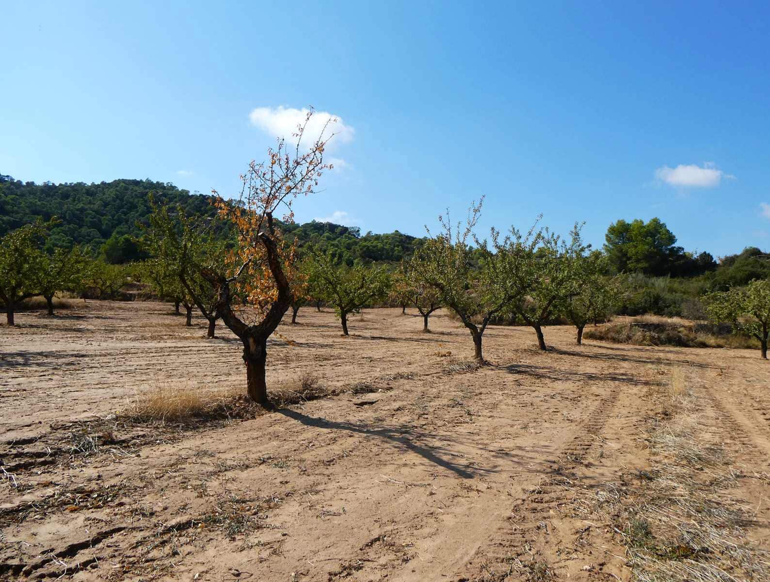 2 sypialnia Finka/Dom wiejski na sprzedaż w Maella - 77 000 € (Ref: 9329762)