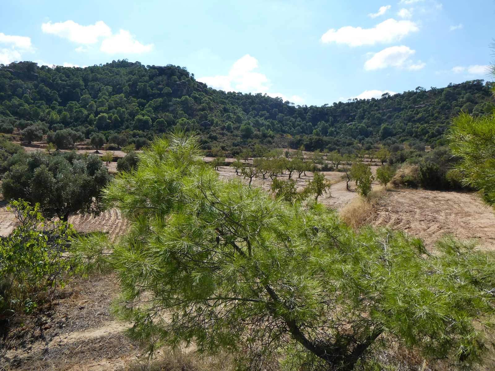 2 sypialnia Finka/Dom wiejski na sprzedaż w Maella - 77 000 € (Ref: 9329762)