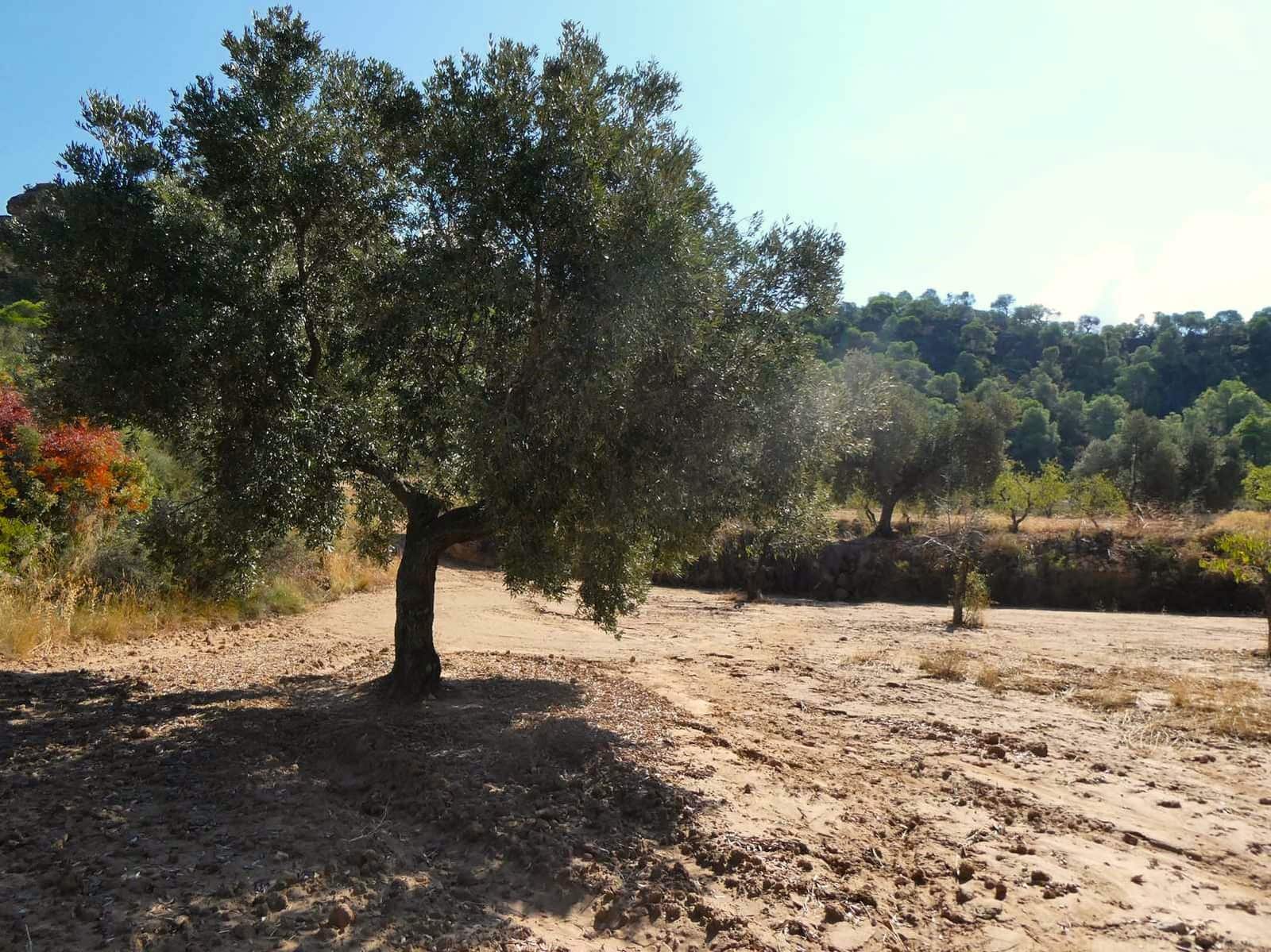 2 sypialnia Finka/Dom wiejski na sprzedaż w Maella - 77 000 € (Ref: 9329762)