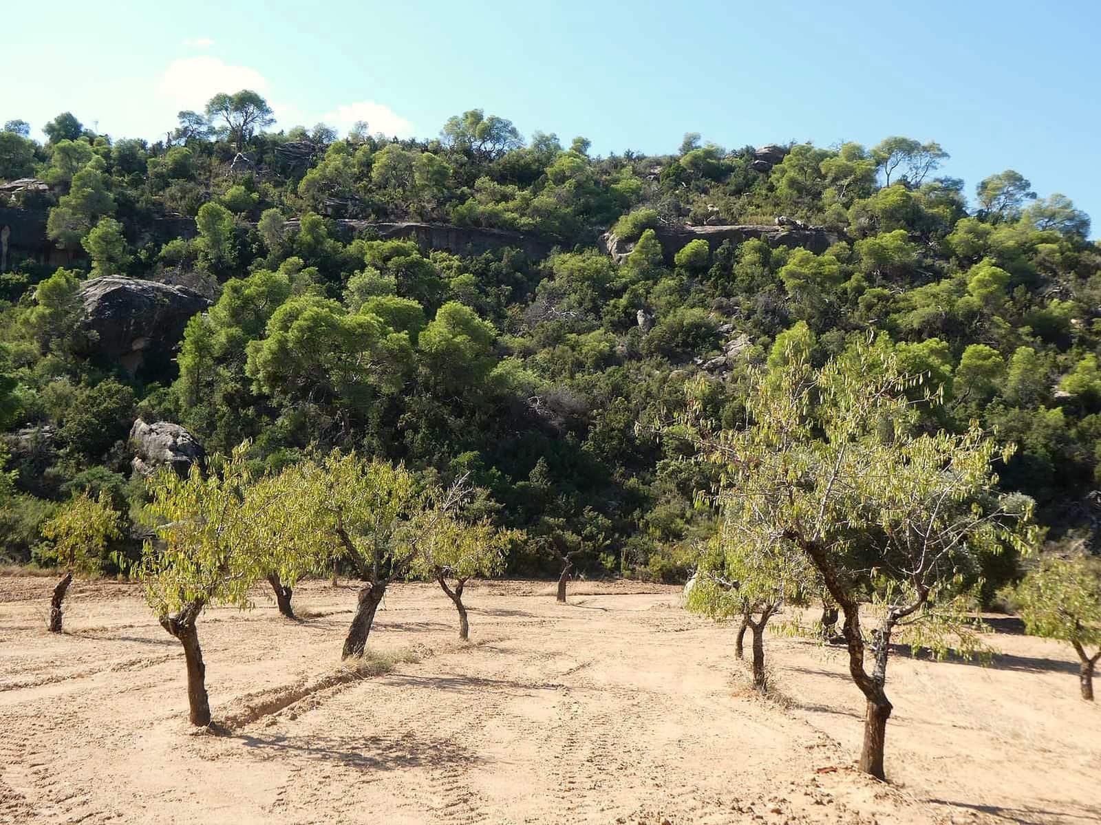 2 sypialnia Finka/Dom wiejski na sprzedaż w Maella - 77 000 € (Ref: 9329762)