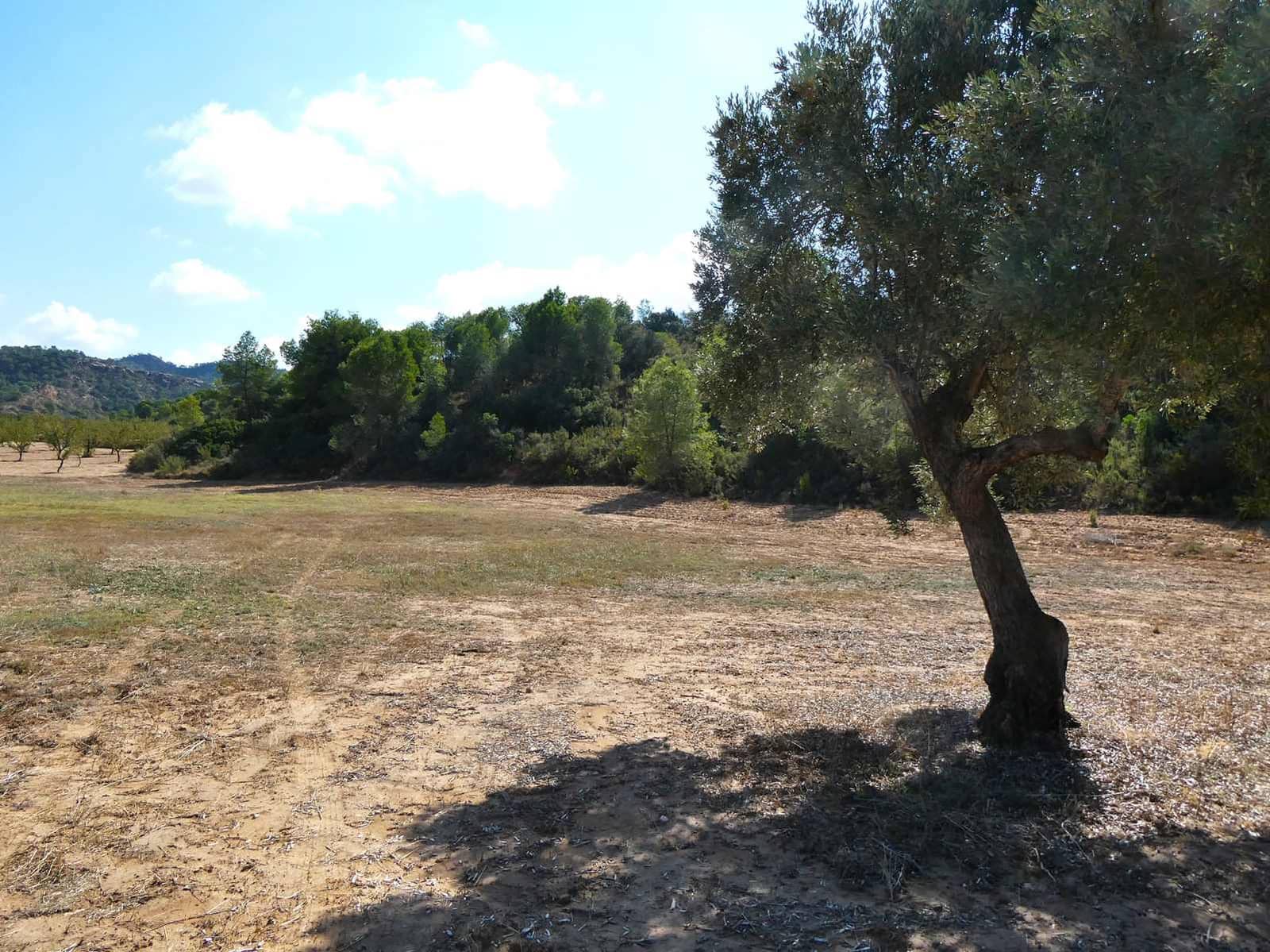 2 sypialnia Finka/Dom wiejski na sprzedaż w Maella - 77 000 € (Ref: 9329762)