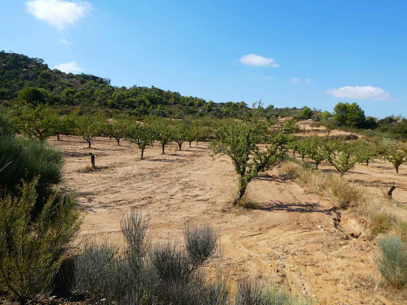 2 sypialnia Finka/Dom wiejski na sprzedaż w Maella - 77 000 € (Ref: 9329762)