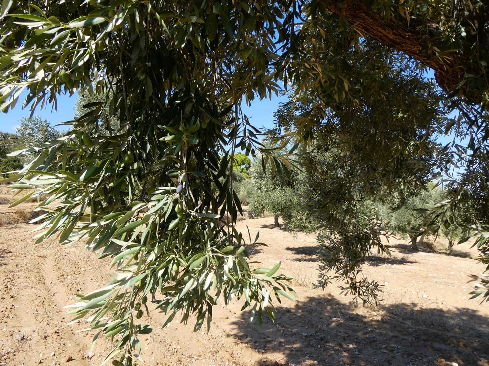 2 sypialnia Finka/Dom wiejski na sprzedaż w Maella - 77 000 € (Ref: 9329762)