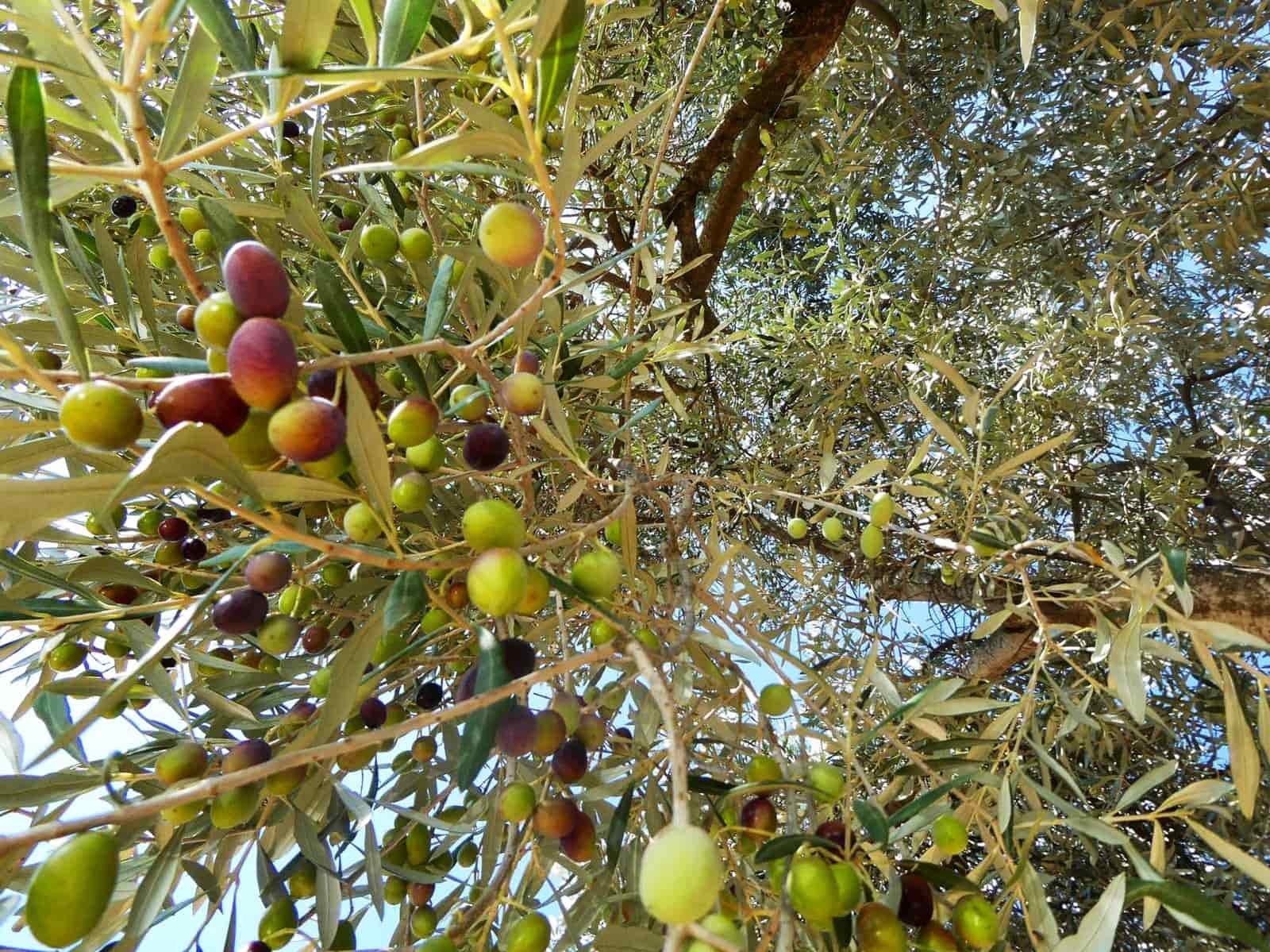 2 sypialnia Finka/Dom wiejski na sprzedaż w Maella - 77 000 € (Ref: 9329762)