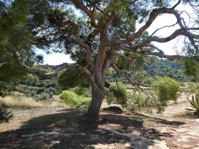 2 bedroom Finca/Country House for sale in Maella - € 77,000 (Ref: 9329762)