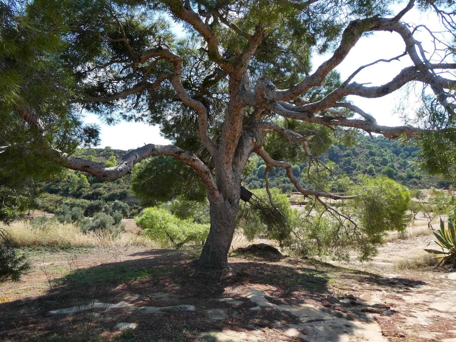 2 quarto Quinta/Casa Rural para venda em Maella - 69 000 € (Ref: 9329762)