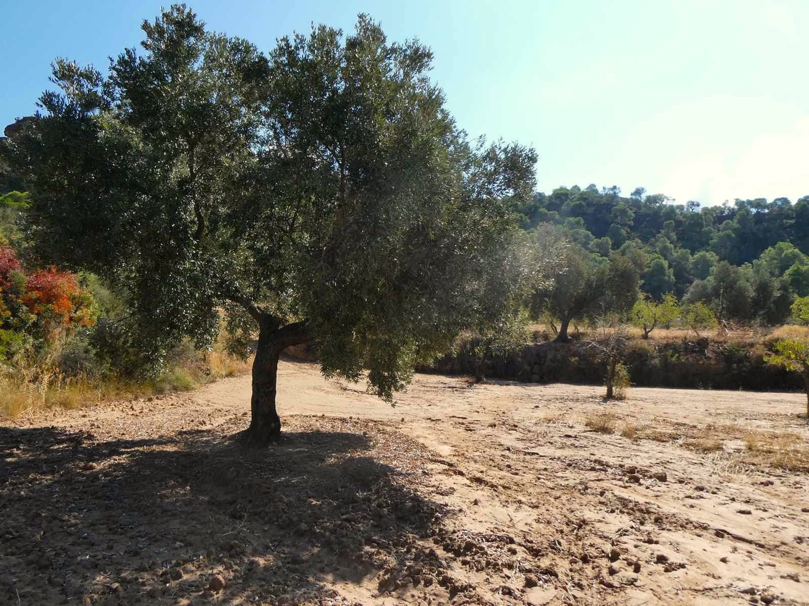 2 quarto Quinta/Casa Rural para venda em Maella - 69 000 € (Ref: 9329762)