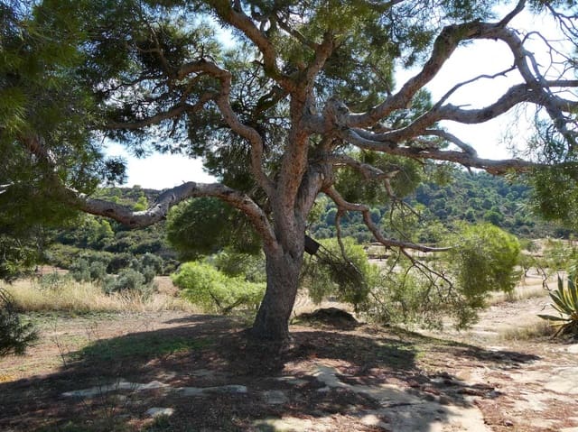 2 quarto Quinta/Casa Rural para venda em Maella - 69 000 € (Ref: 9329762)