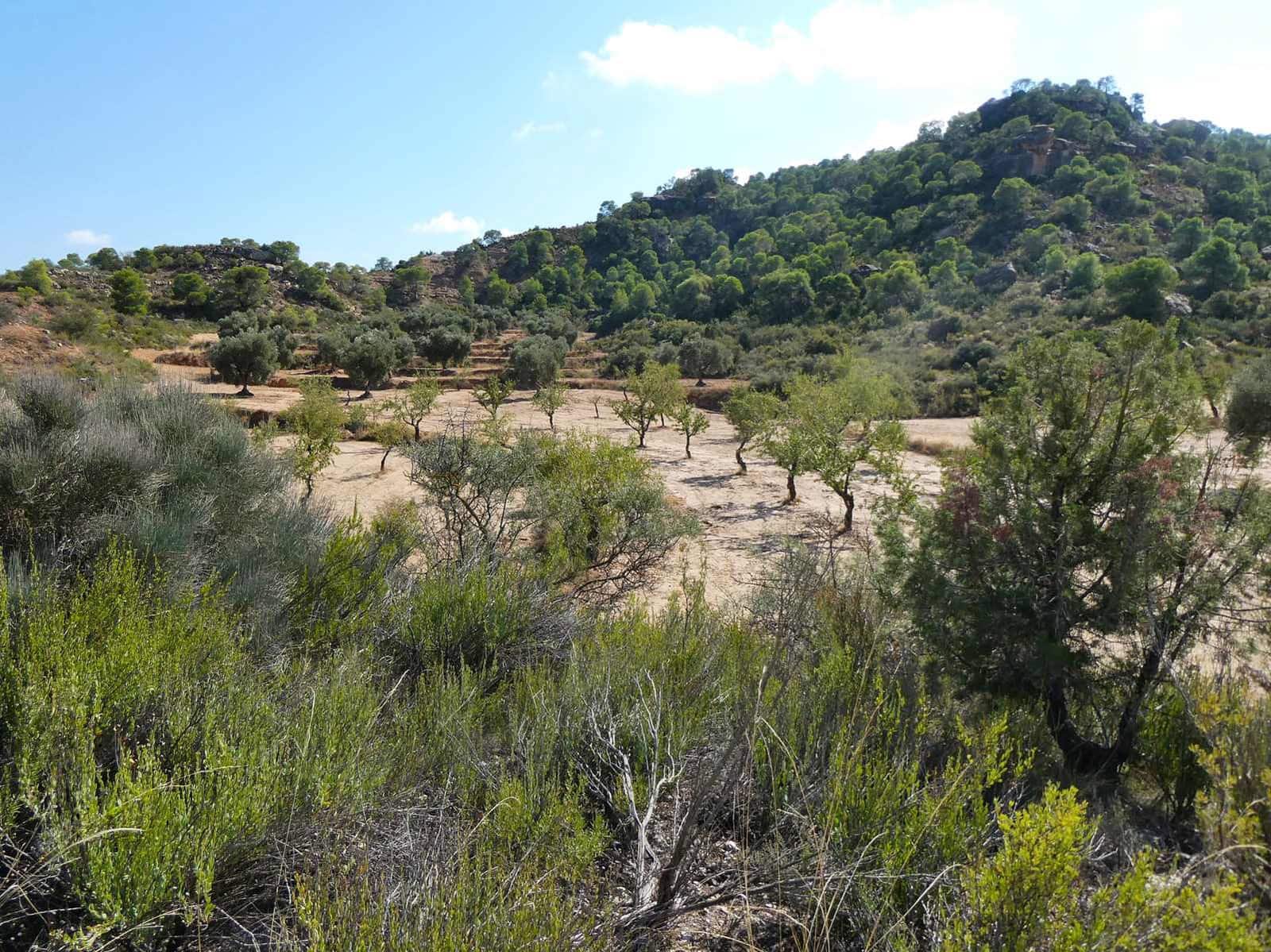 2 quarto Quinta/Casa Rural para venda em Maella - 69 000 € (Ref: 9329762)