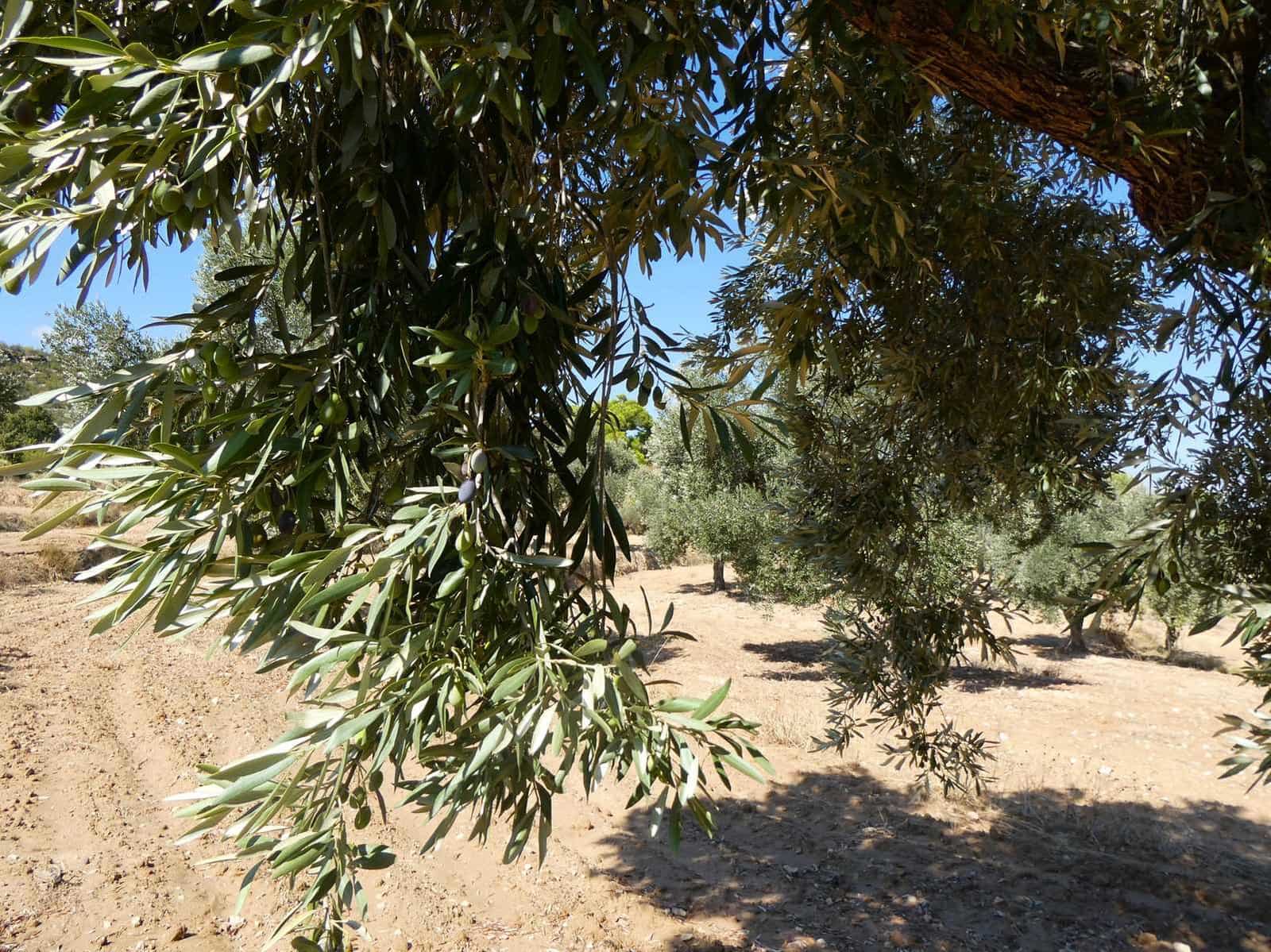 2 quarto Quinta/Casa Rural para venda em Maella - 69 000 € (Ref: 9329762)