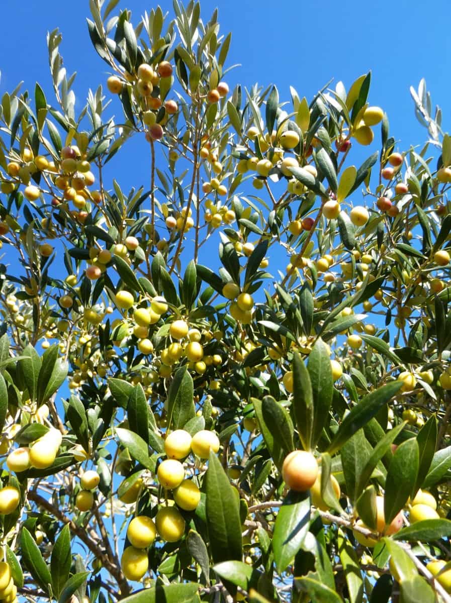 Finca/Country House for sale in Fabara - € 14,000 (Ref: 9414937)