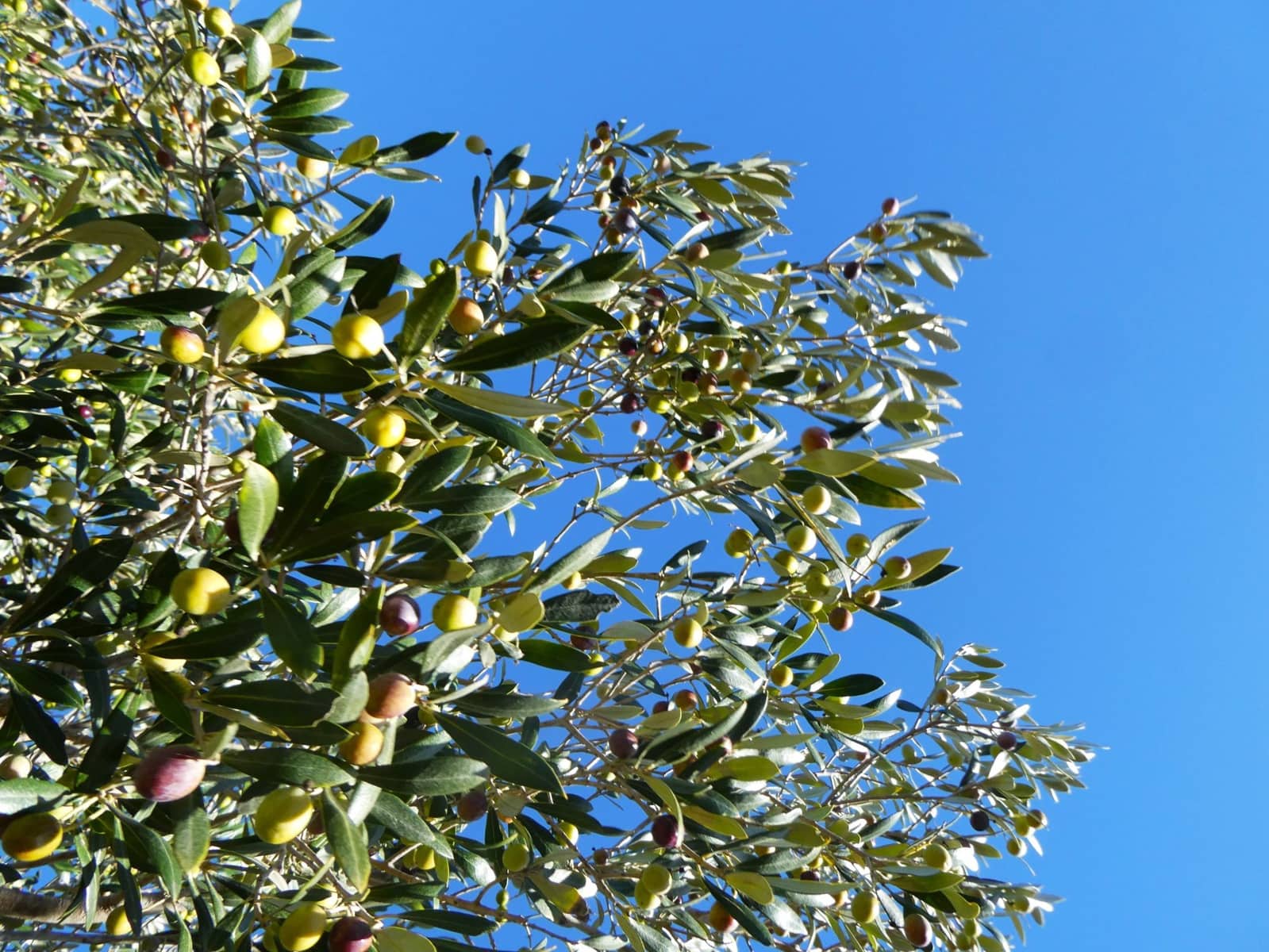 Maalaistalo myytävänä paikassa Fabara - 32 000 € (Ref: 9414938)