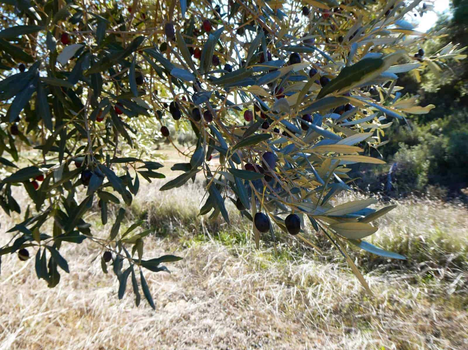 Finca/Herregård til salgs i Fabara - € 6 500 (Ref: 9425395)