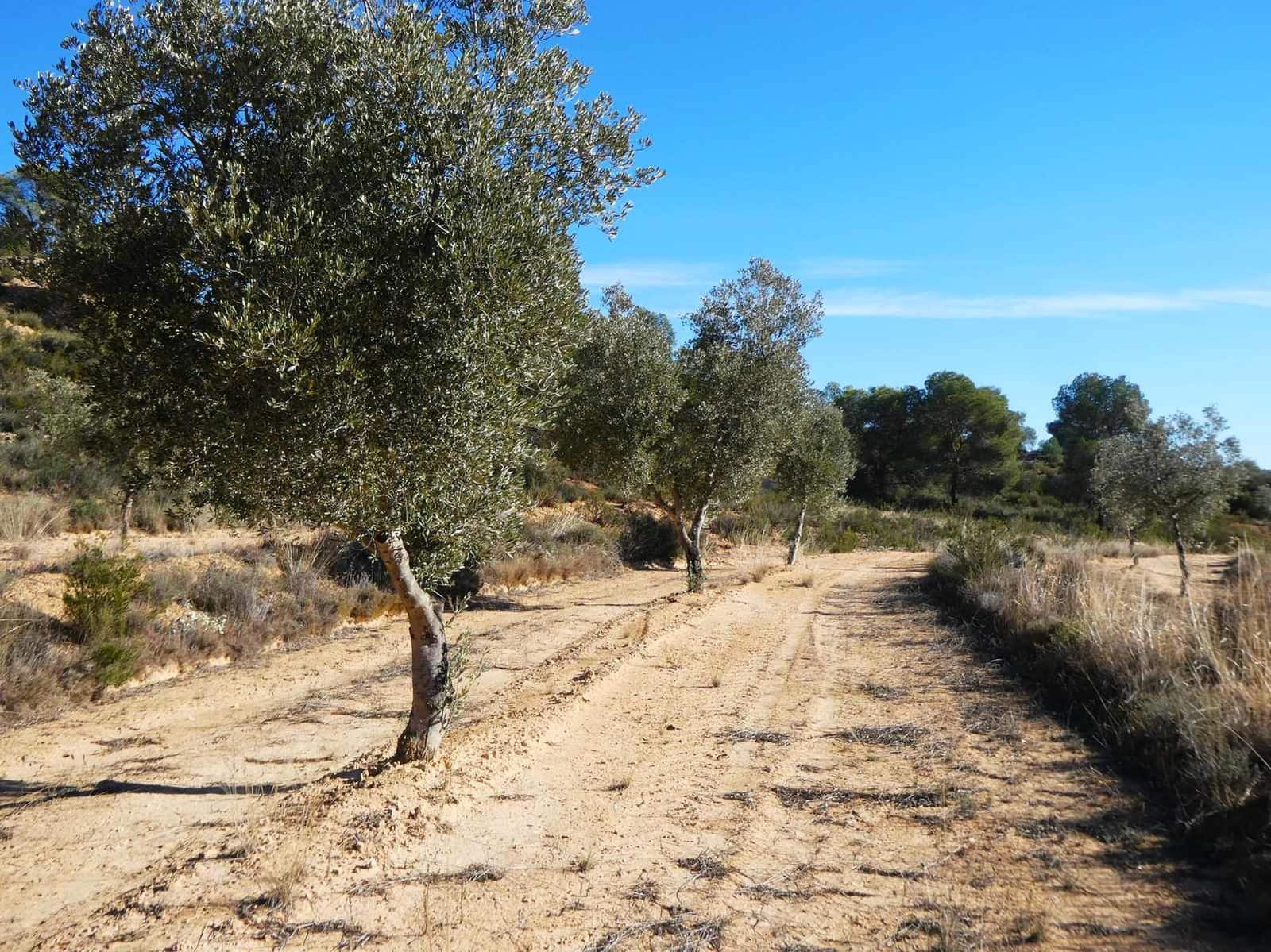 Finca/Herregård til salgs i Fabara - € 6 500 (Ref: 9425395)