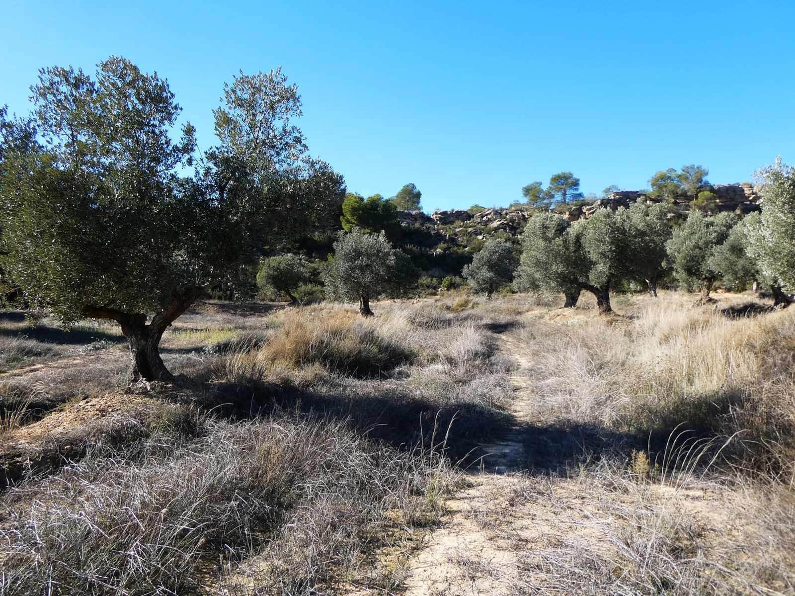 Finca/Herregård til salgs i Fabara - € 6 500 (Ref: 9425395)