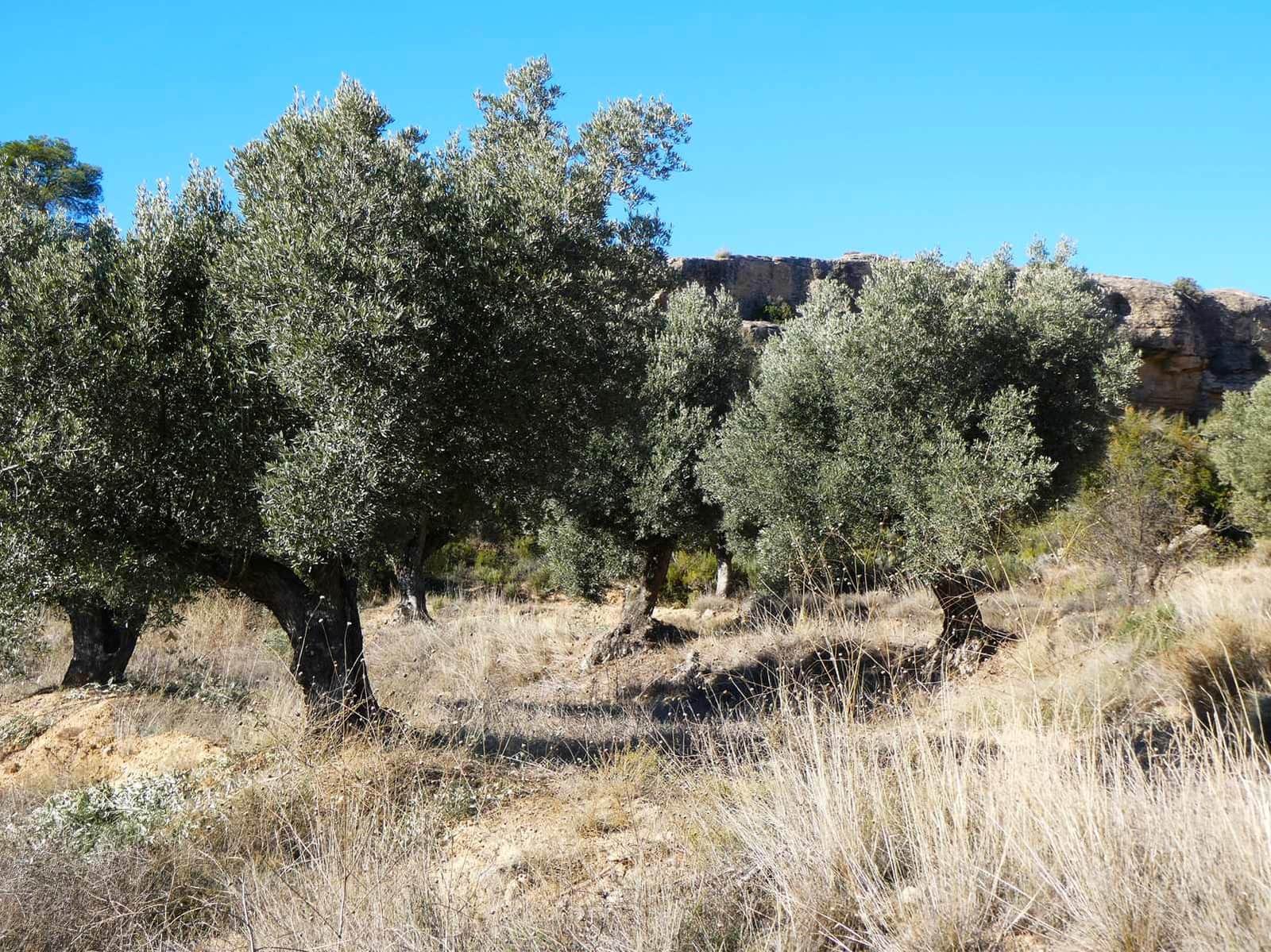 Finca/Herregård til salgs i Fabara - € 6 500 (Ref: 9425395)