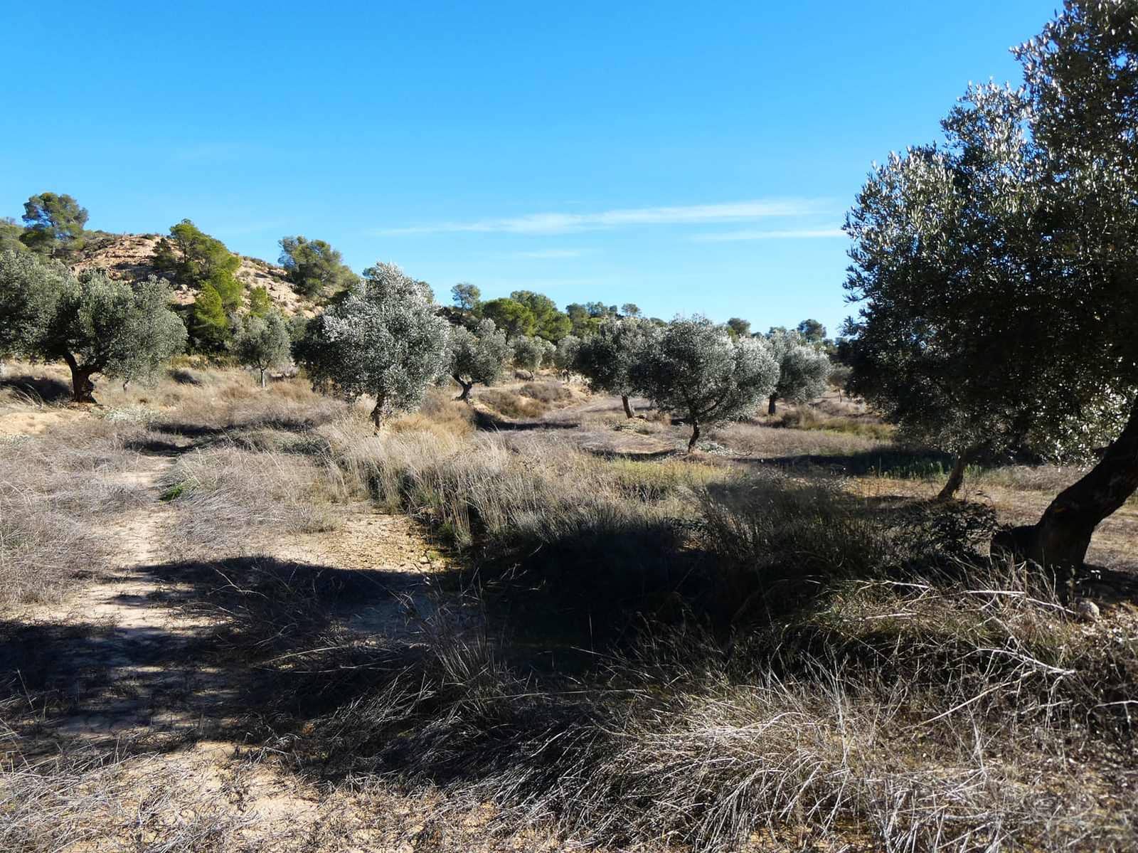 Finca/Herregård til salgs i Fabara - € 6 500 (Ref: 9425395)