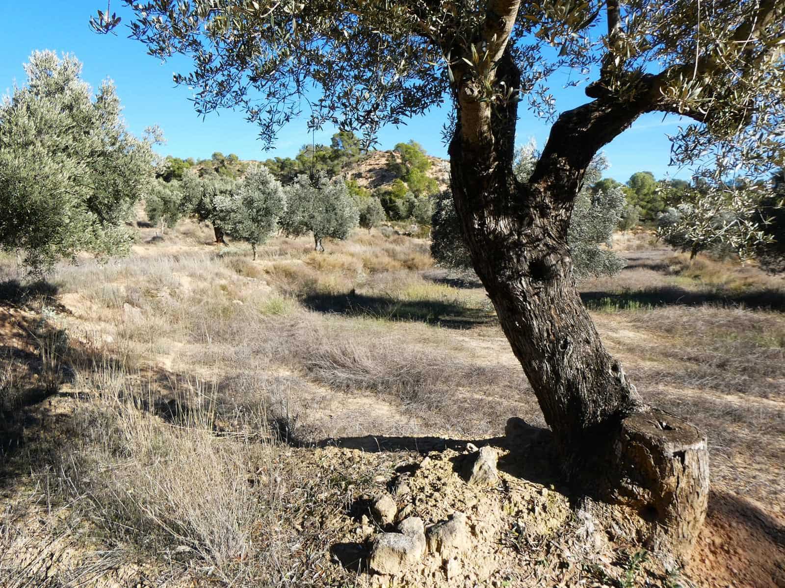 Finca/Herregård til salgs i Fabara - € 6 500 (Ref: 9425395)