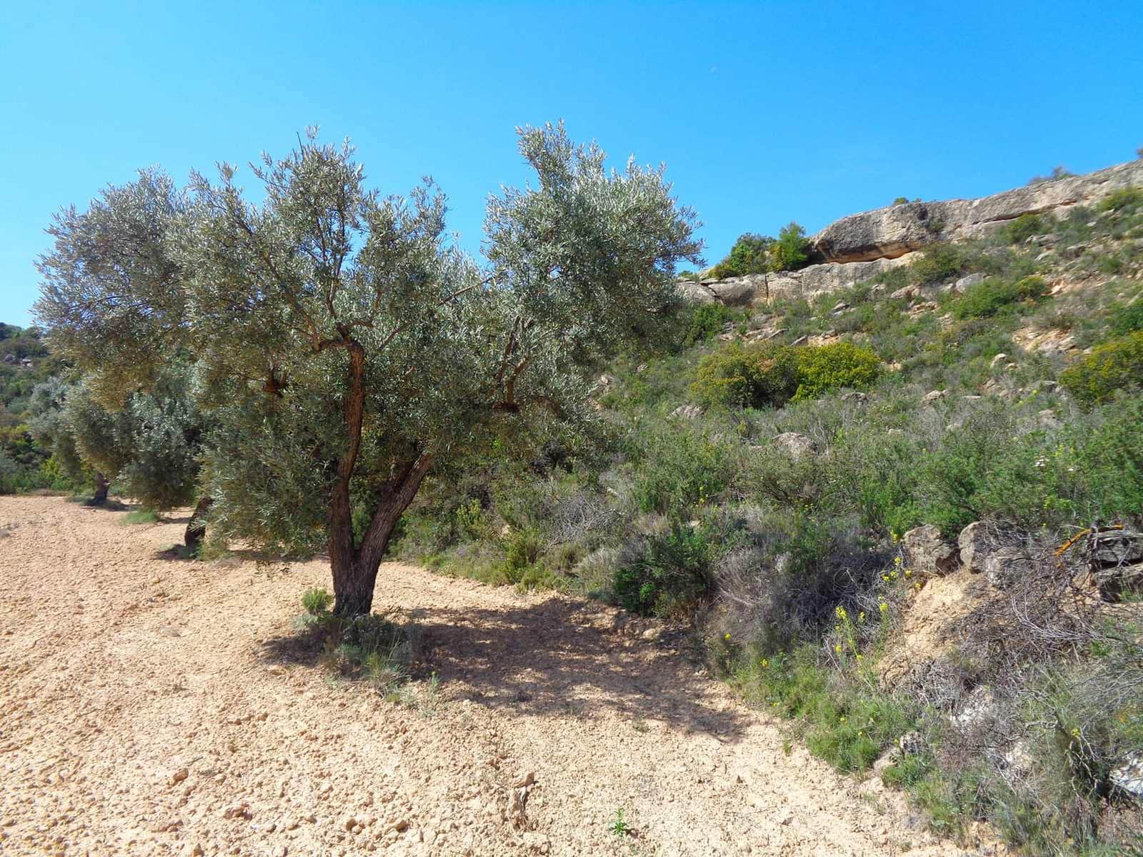 Finca/Country House for sale in Maella - € 12,000 (Ref: 9434735)