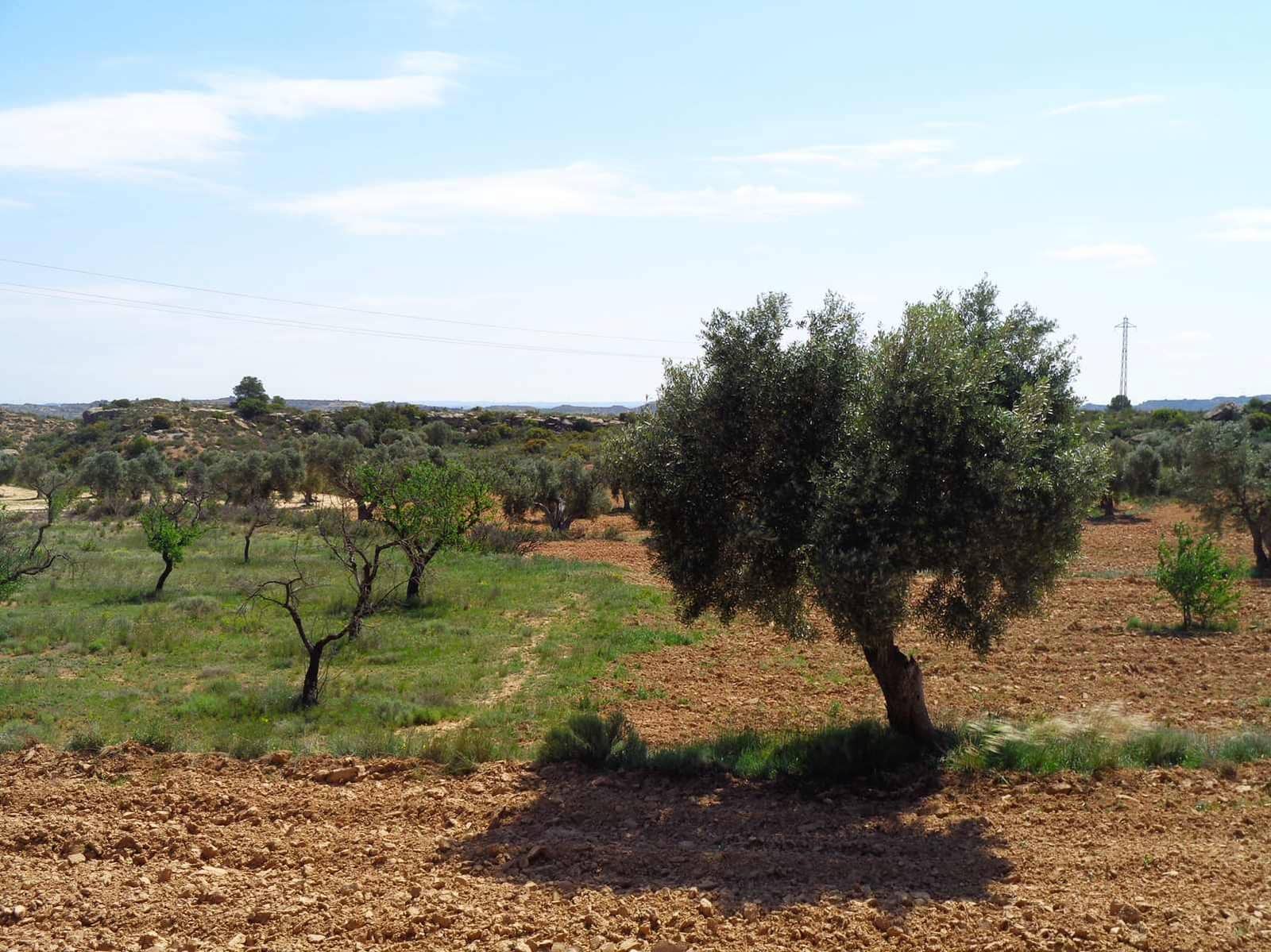 Finca/Country House for sale in Maella - € 12,000 (Ref: 9434735)