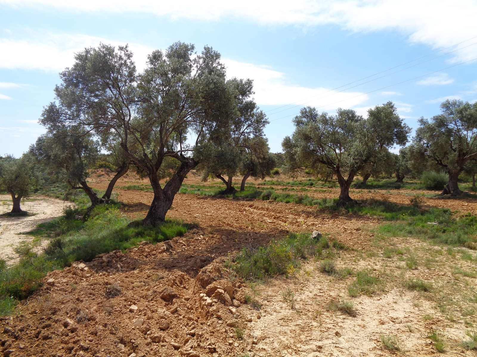 Finca/Country House for sale in Maella - € 12,000 (Ref: 9434735)