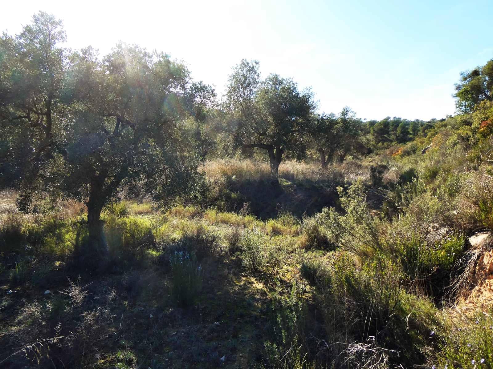 1 bedroom Finca/Country House for sale in Maella - € 135,000 (Ref: 9506592)