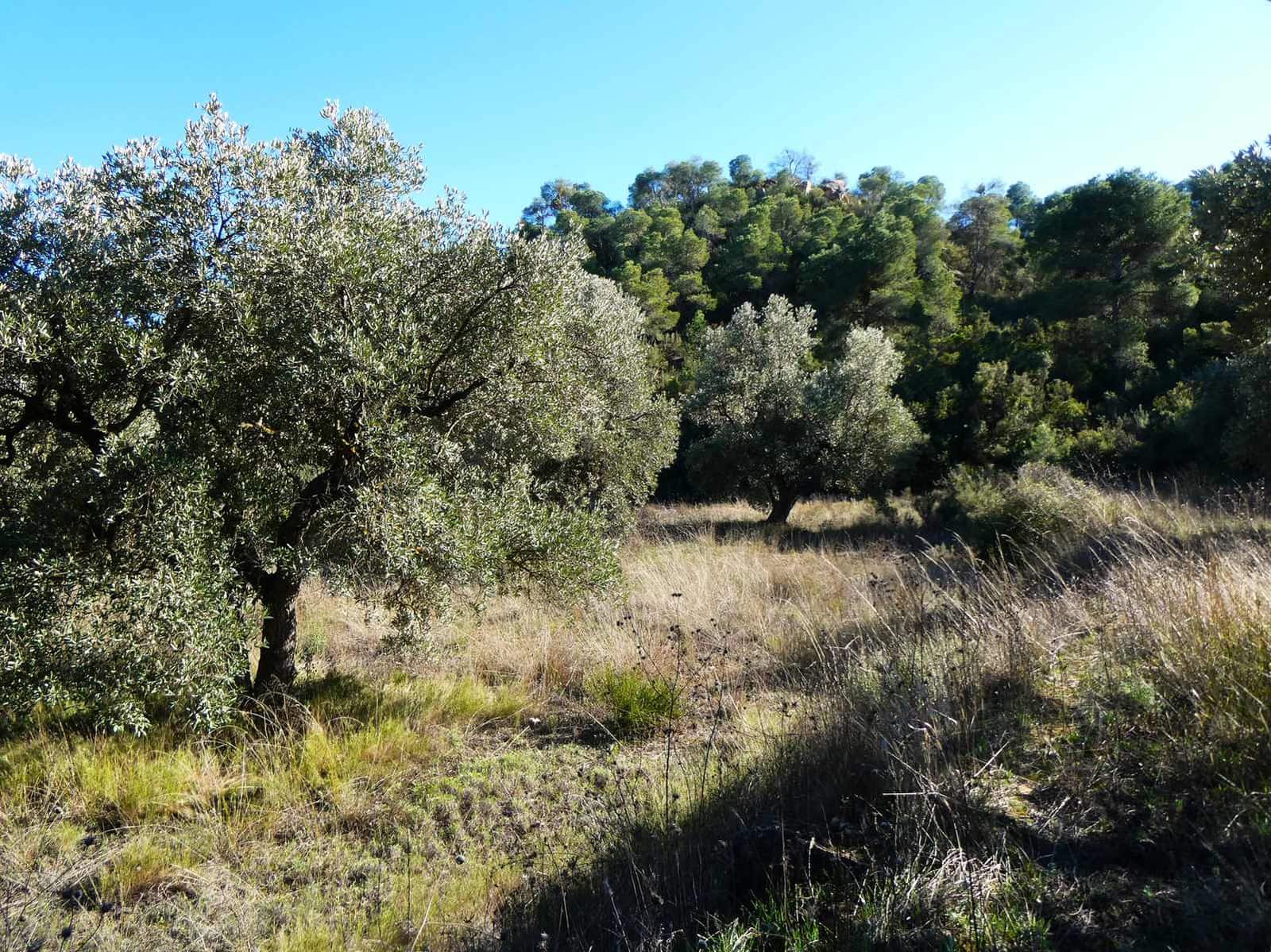 1 bedroom Finca/Country House for sale in Maella - € 135,000 (Ref: 9506592)