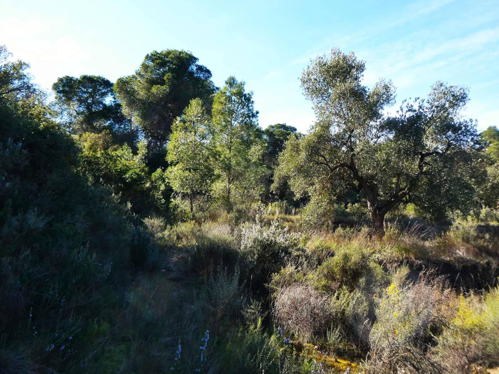 1 bedroom Finca/Country House for sale in Maella - € 135,000 (Ref: 9506592)