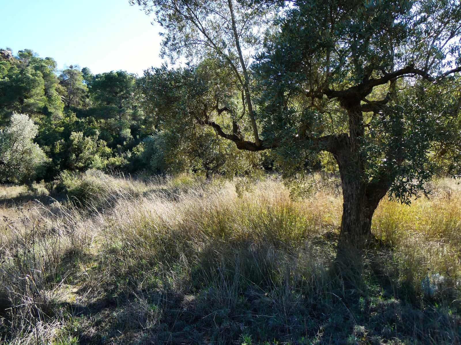 1 bedroom Finca/Country House for sale in Maella - € 135,000 (Ref: 9506592)