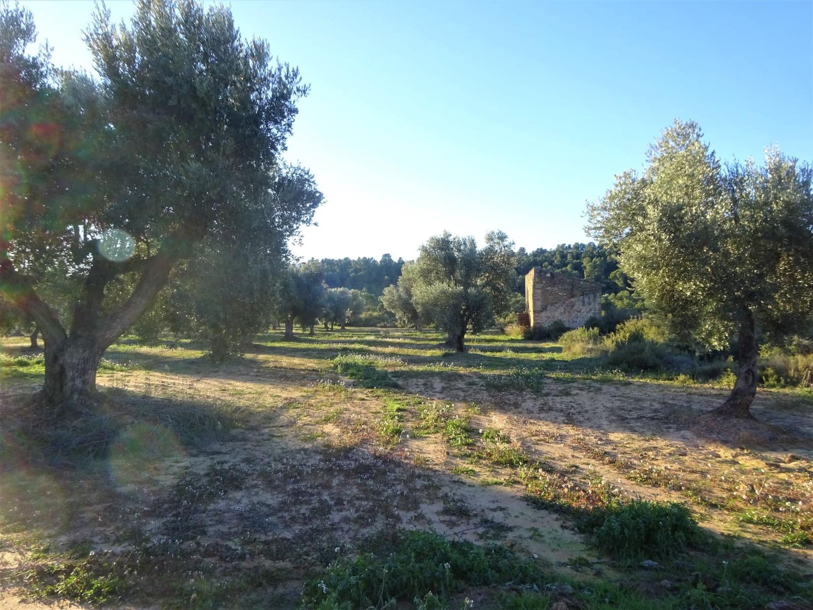 Finca/Casa Rural en Maella en venta - 49.000 € (Ref: 9510131)