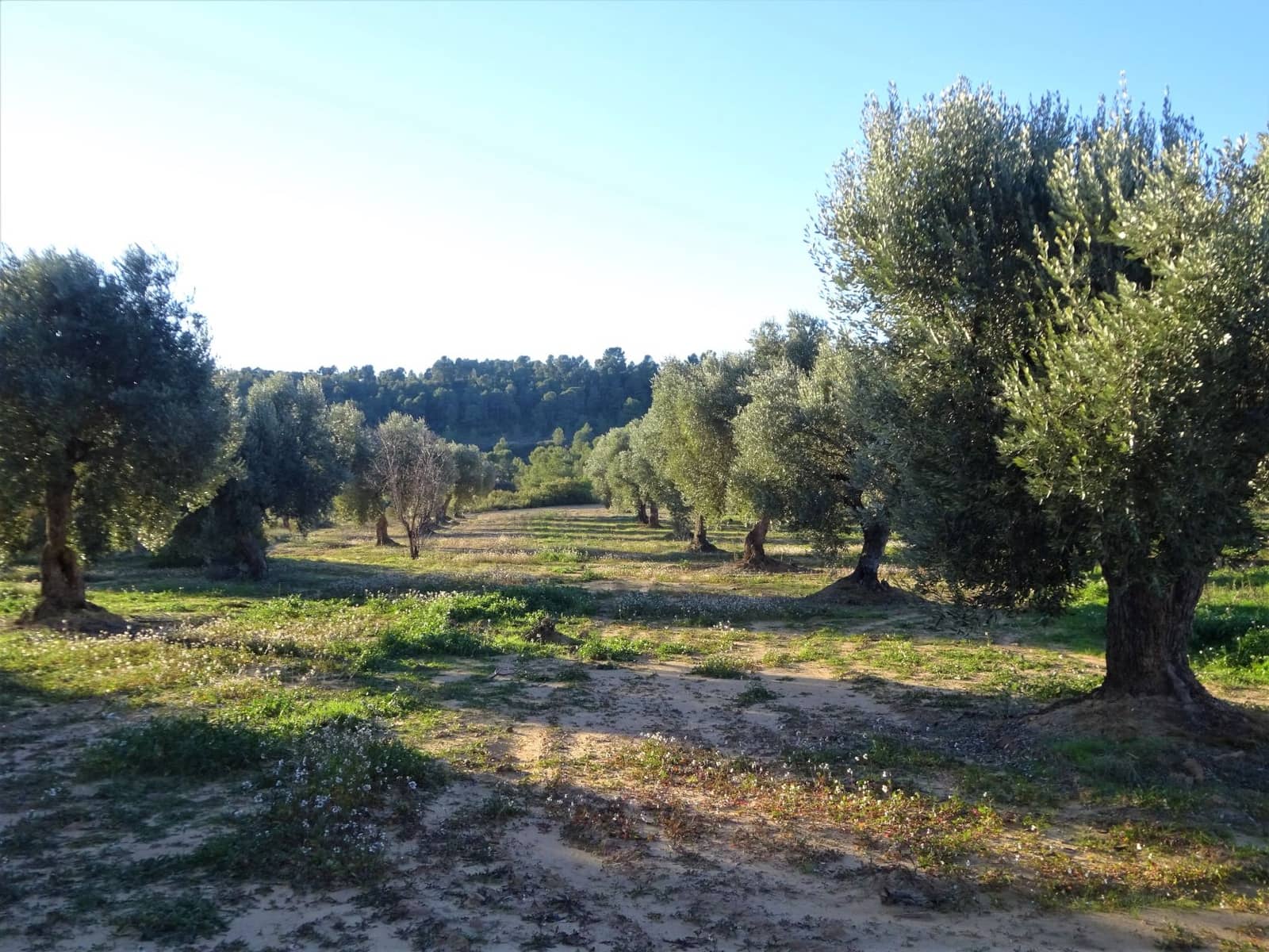 Finca/Casa Rural en Maella en venta - 49.000 € (Ref: 9510131)