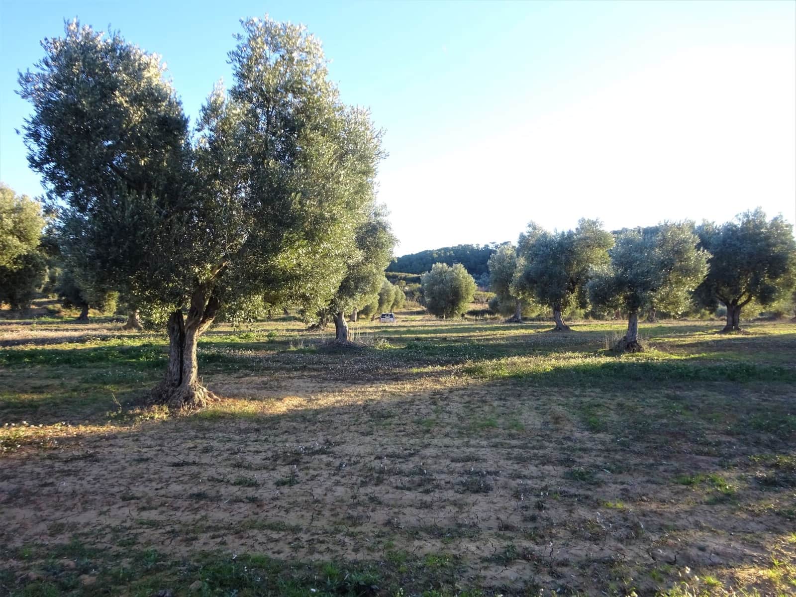 Finca/Casa Rural en Maella en venta - 49.000 € (Ref: 9510131)
