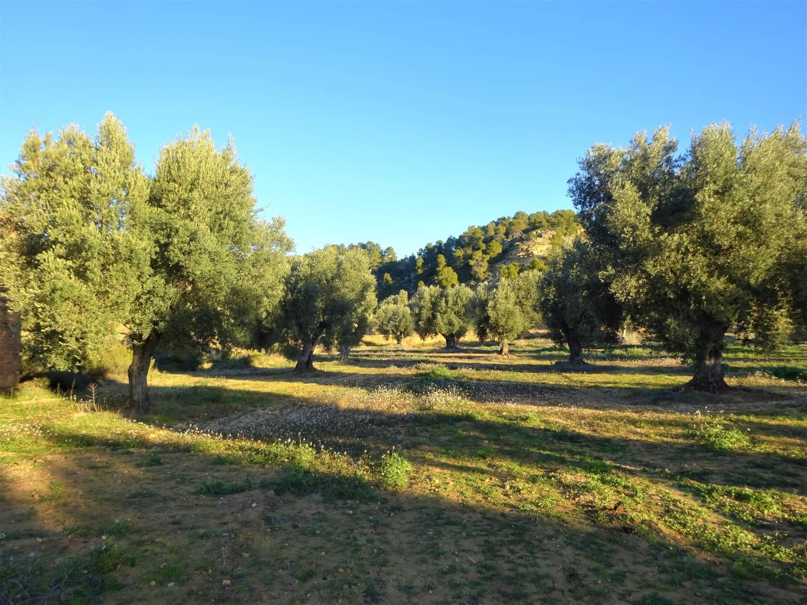 Finca/Casa Rural en Maella en venta - 49.000 € (Ref: 9510131)