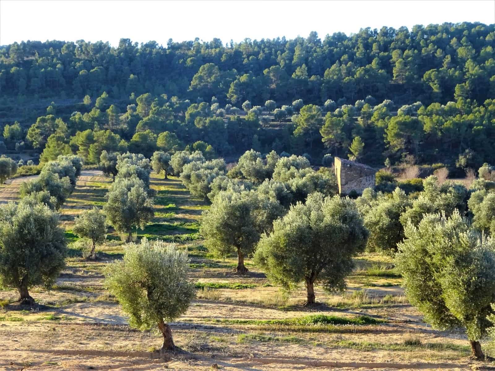 Finca/Casa Rural en Maella en venta - 49.000 € (Ref: 9510131)