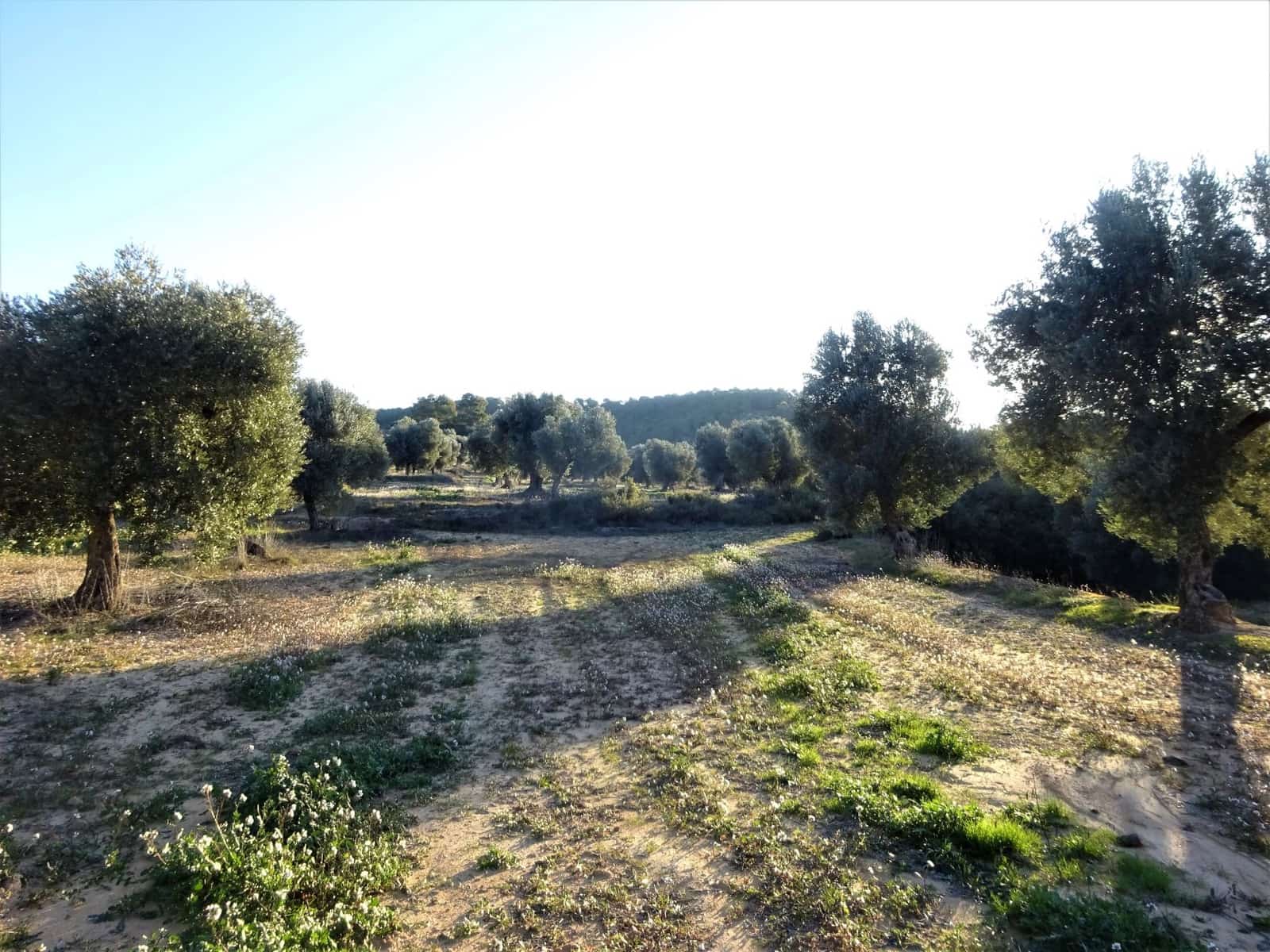 Finca/Casa Rural en Maella en venta - 49.000 € (Ref: 9510131)
