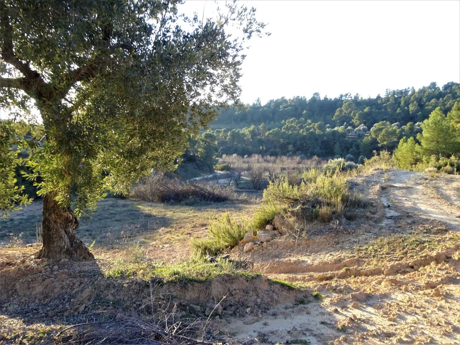 Finca/Casa Rural en Maella en venta - 49.000 € (Ref: 9510131)