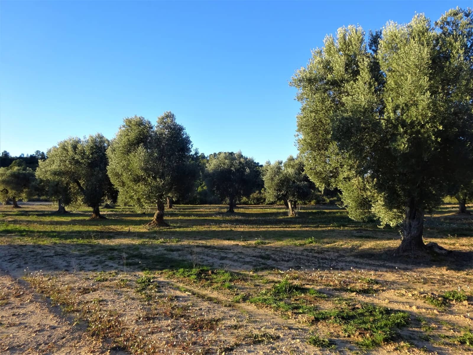 Finca/Casa Rural en Maella en venta - 49.000 € (Ref: 9510131)