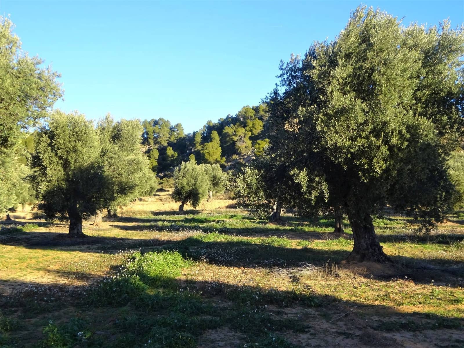 Finca/Casa Rural en Maella en venta - 49.000 € (Ref: 9510131)