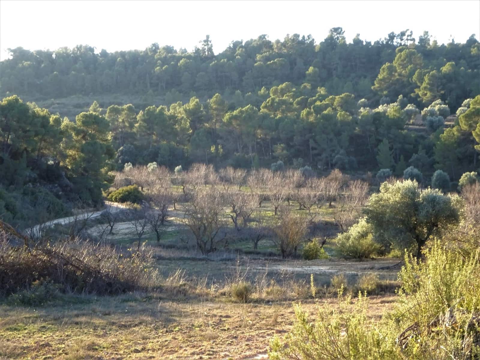 Finca/Casa Rural en Maella en venta - 49.000 € (Ref: 9510131)