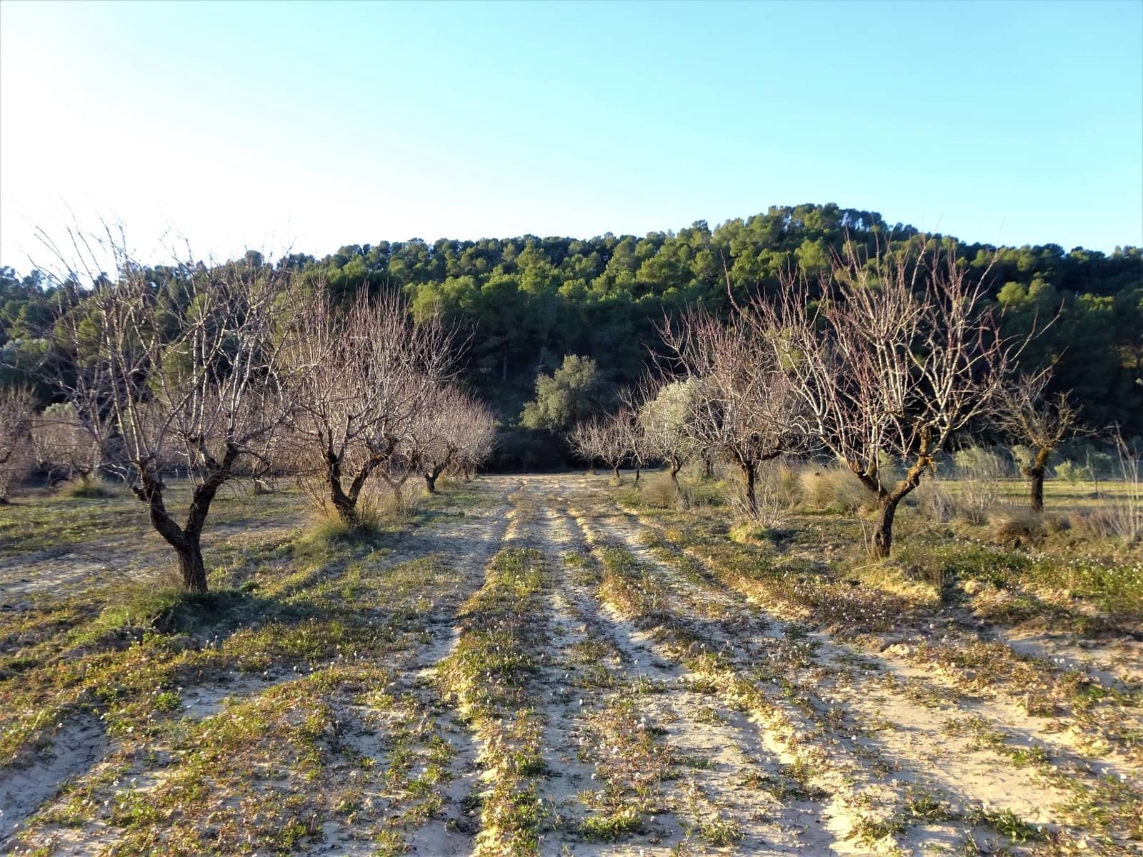 Finca/Casa Rural en Maella en venta - 49.000 € (Ref: 9510131)