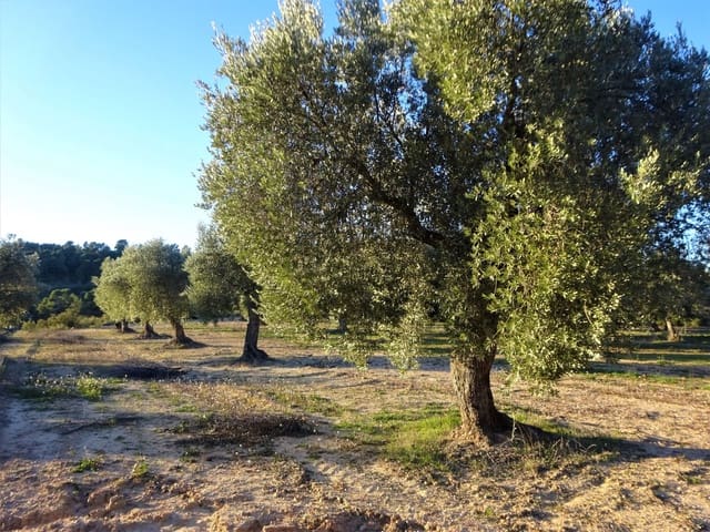 Finca/Casa Rural en Maella en venta - 49.000 € (Ref: 9510131)