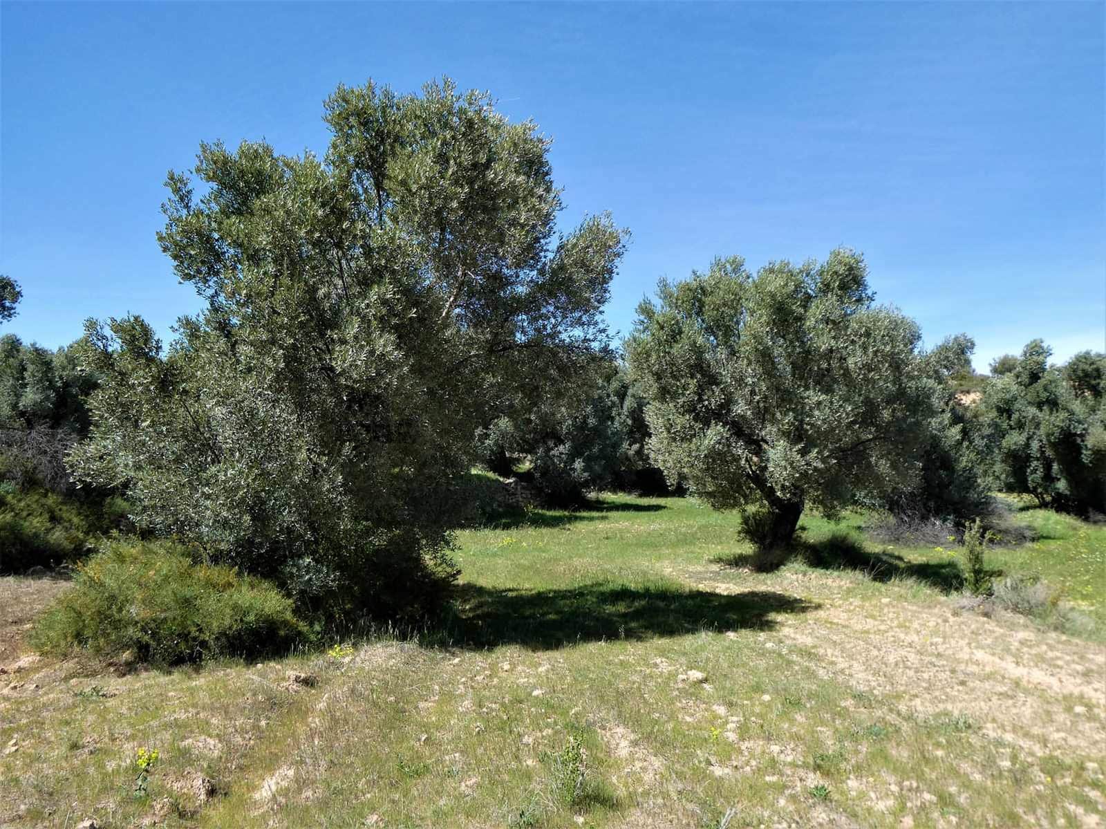 Finca/Country House for sale in Calaceite - € 6,500 (Ref: 9593121)