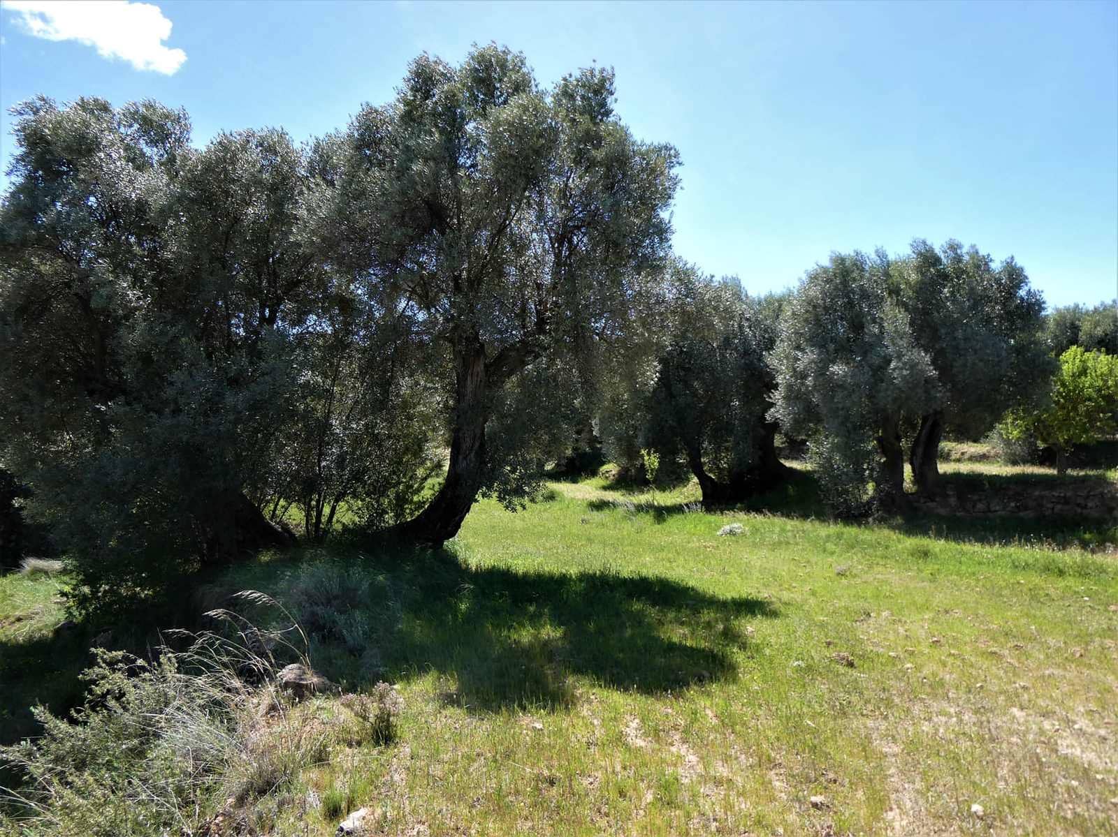 Finca/Country House for sale in Calaceite - € 6,500 (Ref: 9593121)
