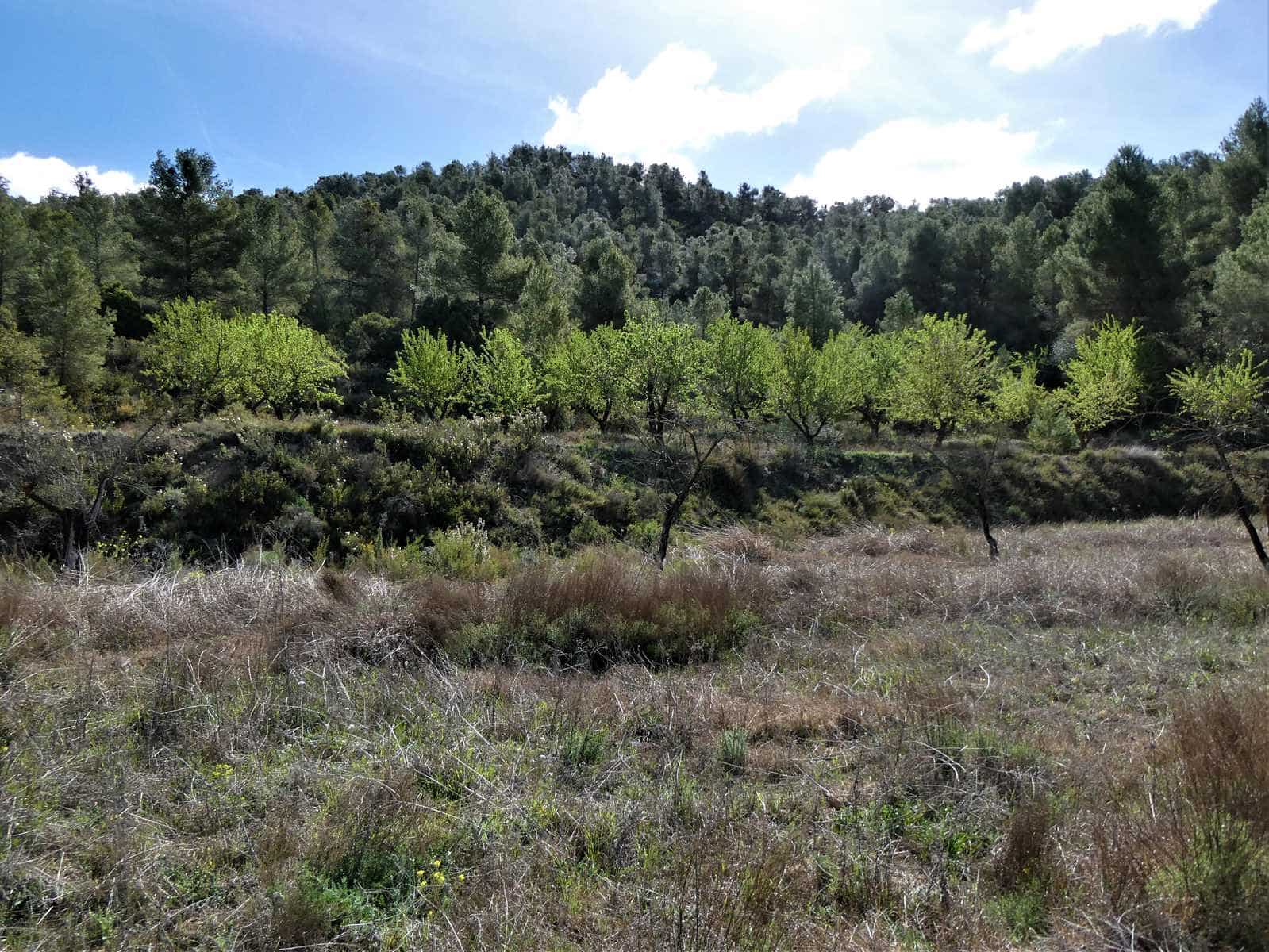 Finca/Country House for sale in Arens de Lledo - € 49,000 (Ref: 9593122)