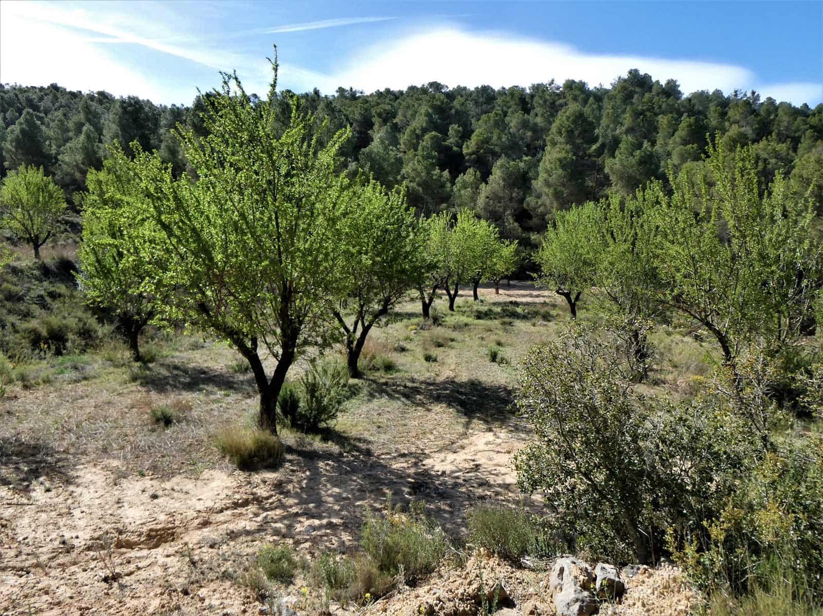 Finca/Country House for sale in Arens de Lledo - € 49,000 (Ref: 9593122)