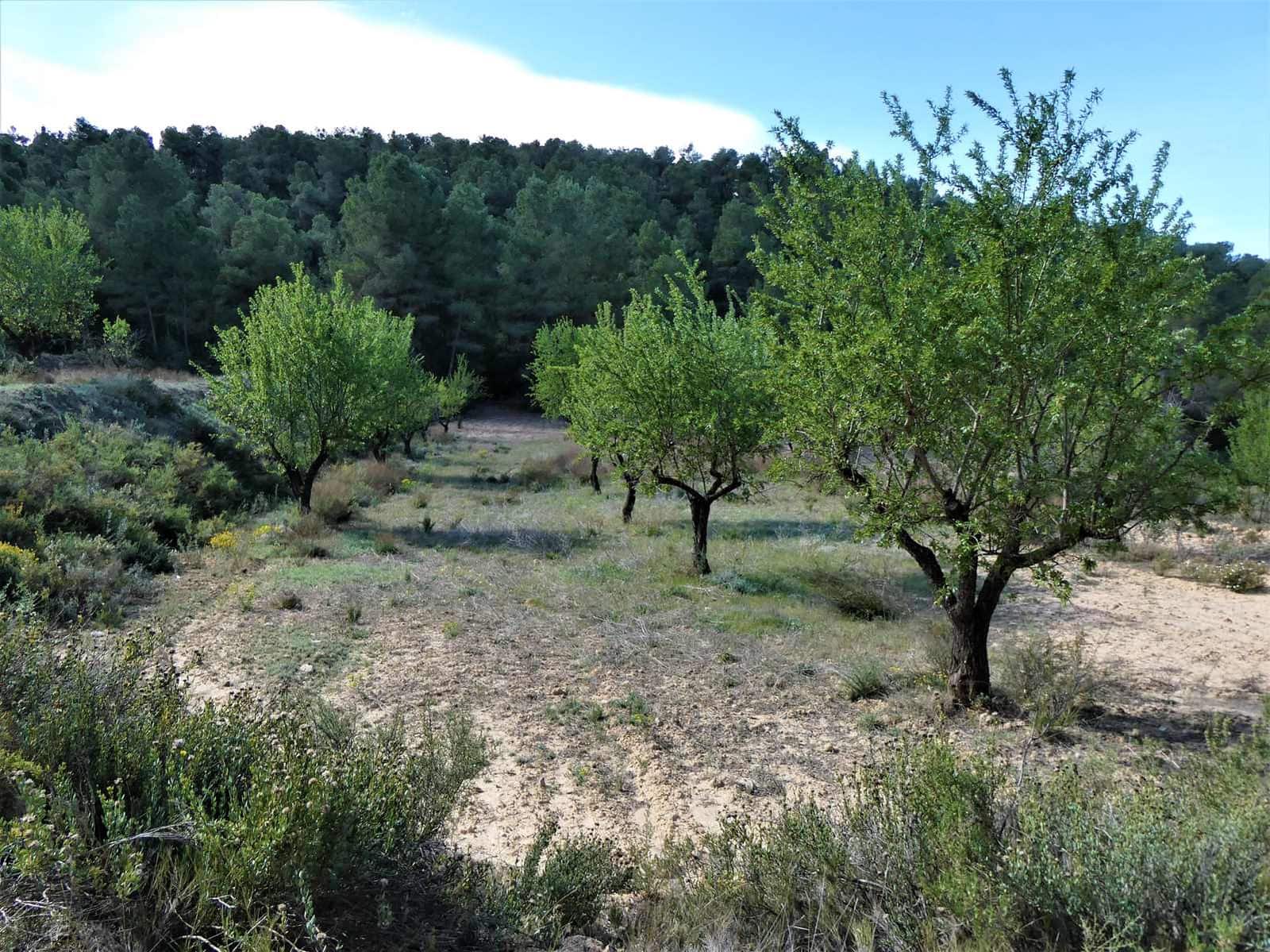 Finca/Country House for sale in Arens de Lledo - € 49,000 (Ref: 9593122)