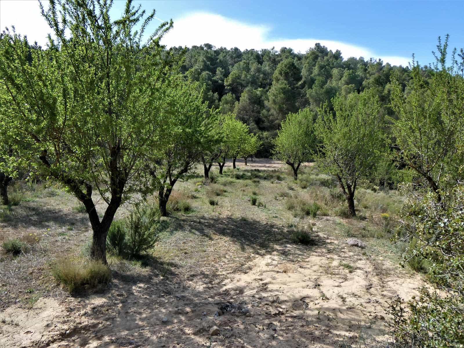 Finca/Country House for sale in Arens de Lledo - € 49,000 (Ref: 9593122)